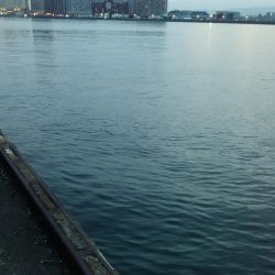 ツバスのちコノシロ